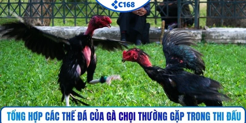 Tổng hợp các thế đá của gà chọi thường gặp trong thi đấu
